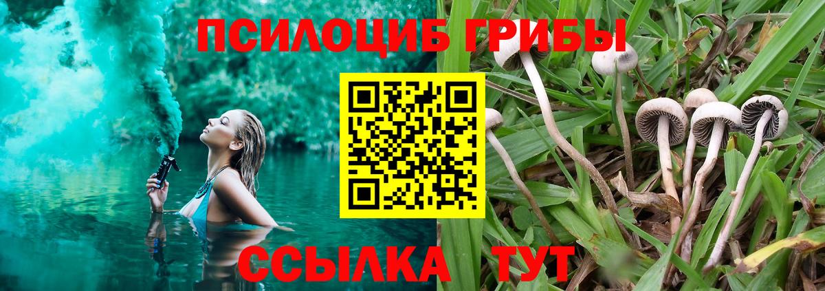 Псилоцибиновые грибы Psilocybine cubensis Красноармейск